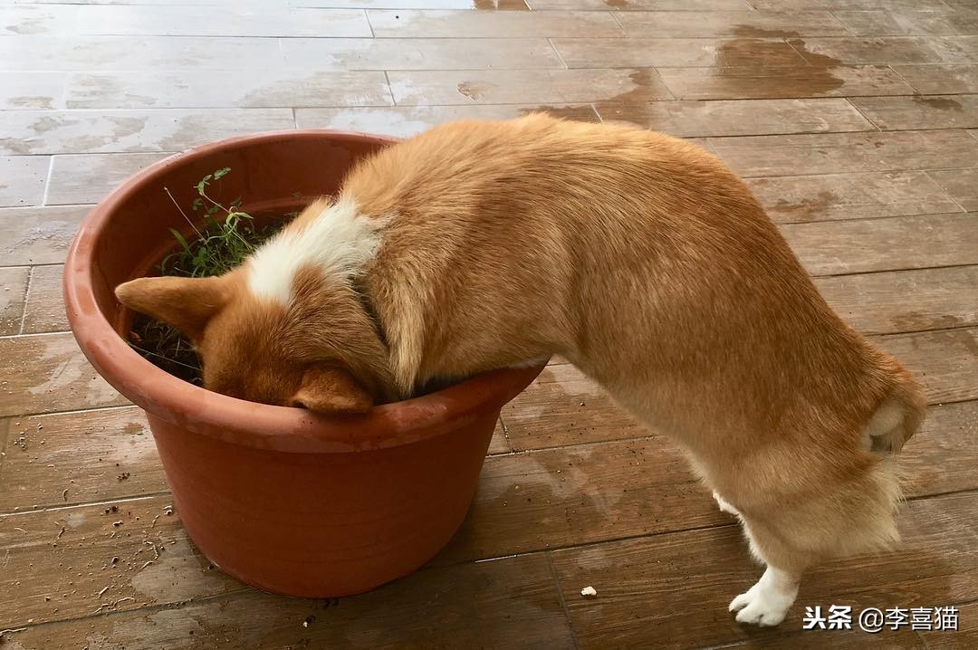 狗狗乱叫怎么教你一招解决,训练狗狗乱叫的解决方法