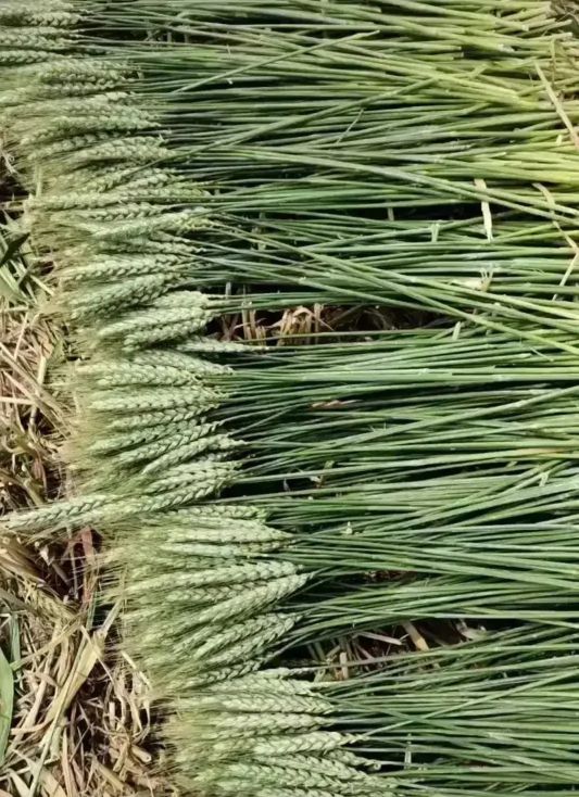 麦芒们,我们认输但是不服输