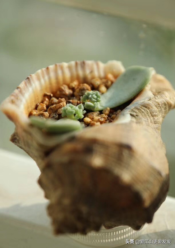 多肉海螺贝壳手工,生蚝壳做多肉盆