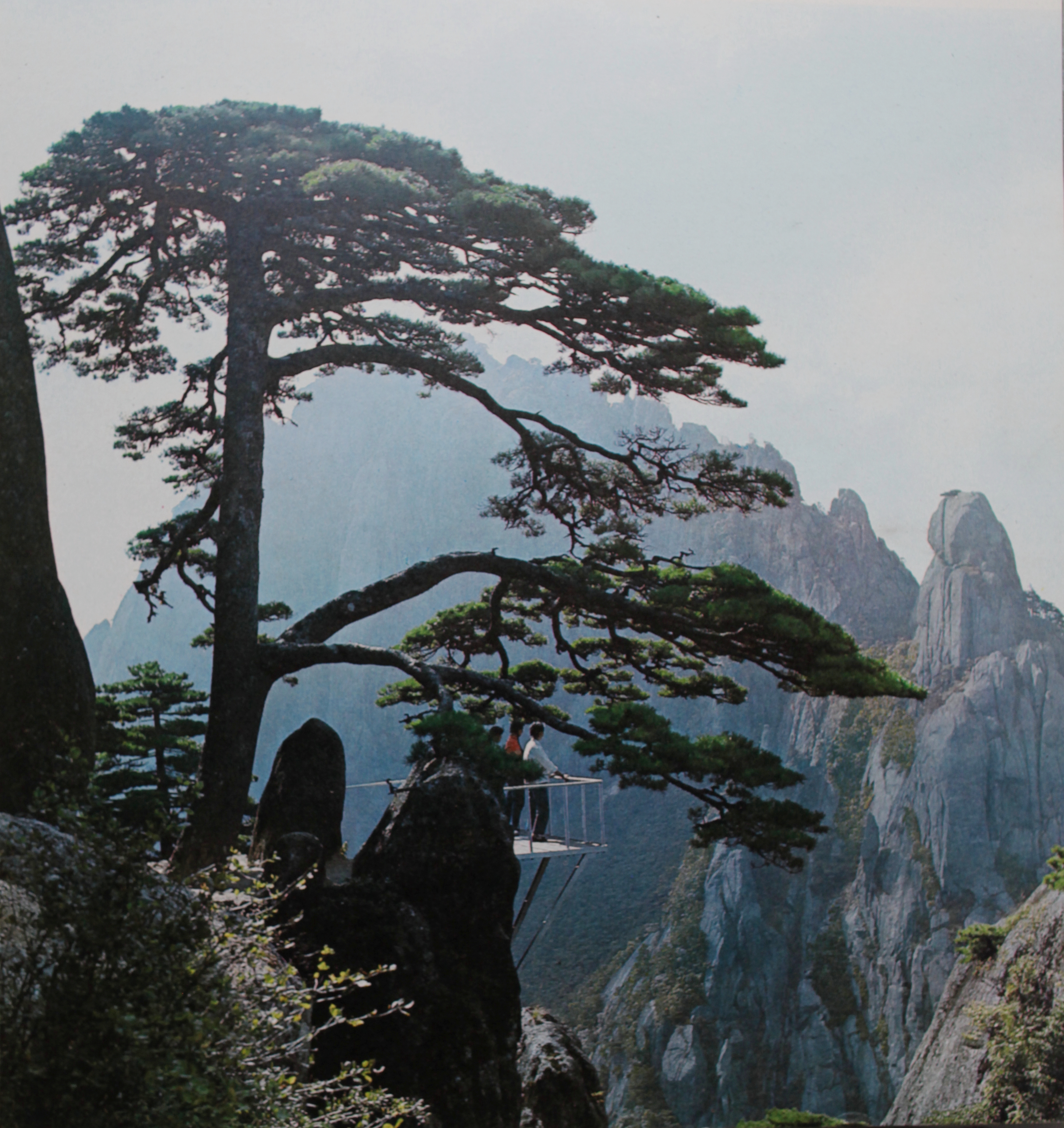 贵宾迎客松的真假辨别方法,黄山迎客松真假