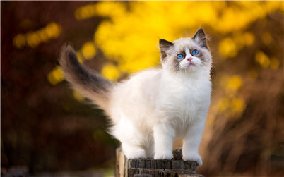 布偶猫为什么被猫界嫌弃,比布偶猫更漂亮的仙女猫