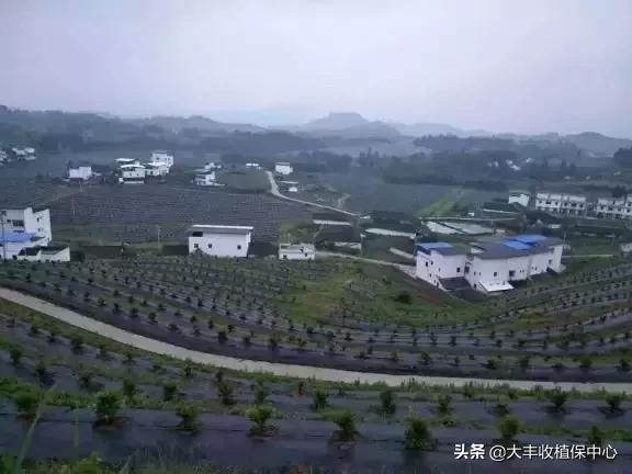 怎么除草又快又省力,除草用什么方法最省钱