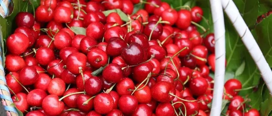 说走就走的樱桃采摘之旅,樱桃采摘园一日游攻略