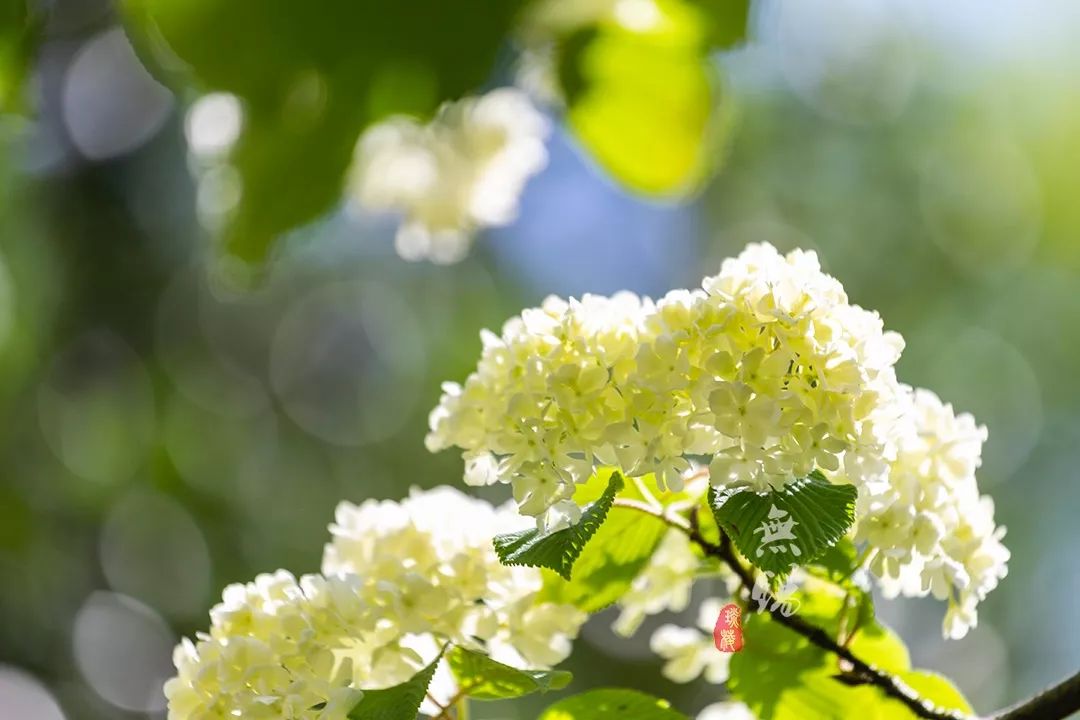 惠山古镇天下第二泉竹筒茶,惠山古镇天下第二泉