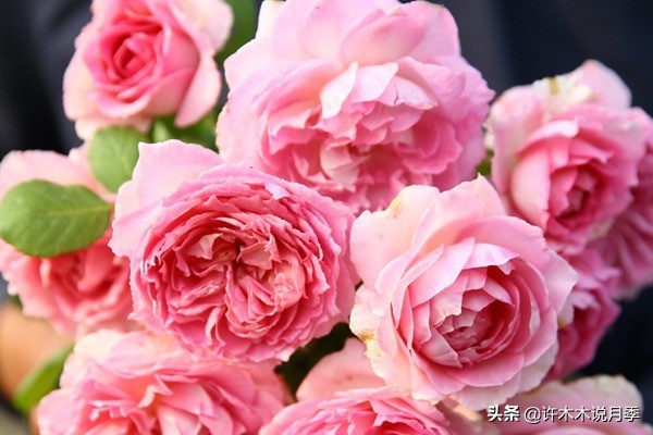 什么花藤好养又常年开花,花期长好看又好养的藤花