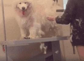 狗本来不掉毛却突然开始掉毛,狗狗身上毛秃了一块