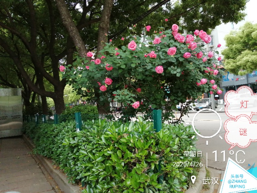 猜谜语幽默句子,猜球的搞笑话语