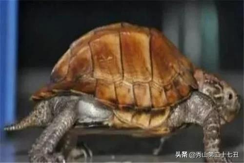 巴西龟能与剃刀一起饲养吗,最大的乌龟是棱皮龟还是巴西龟