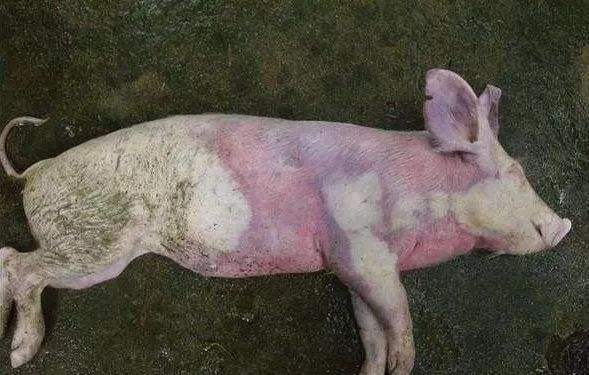 猪的耳朵发紫是什么病怎么治疗,养猪猪耳朵很红是怎么回事