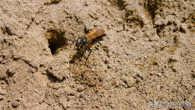 10个冷知识:用手触摸“癞蛤蟆”,手上不会起疙瘩