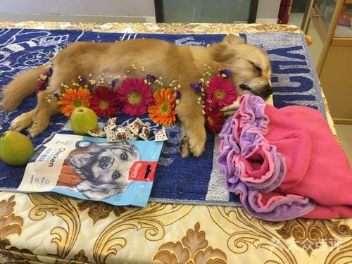 家里宠物去世了怎么缓解心情,厦门宠物狗死了怎么处理