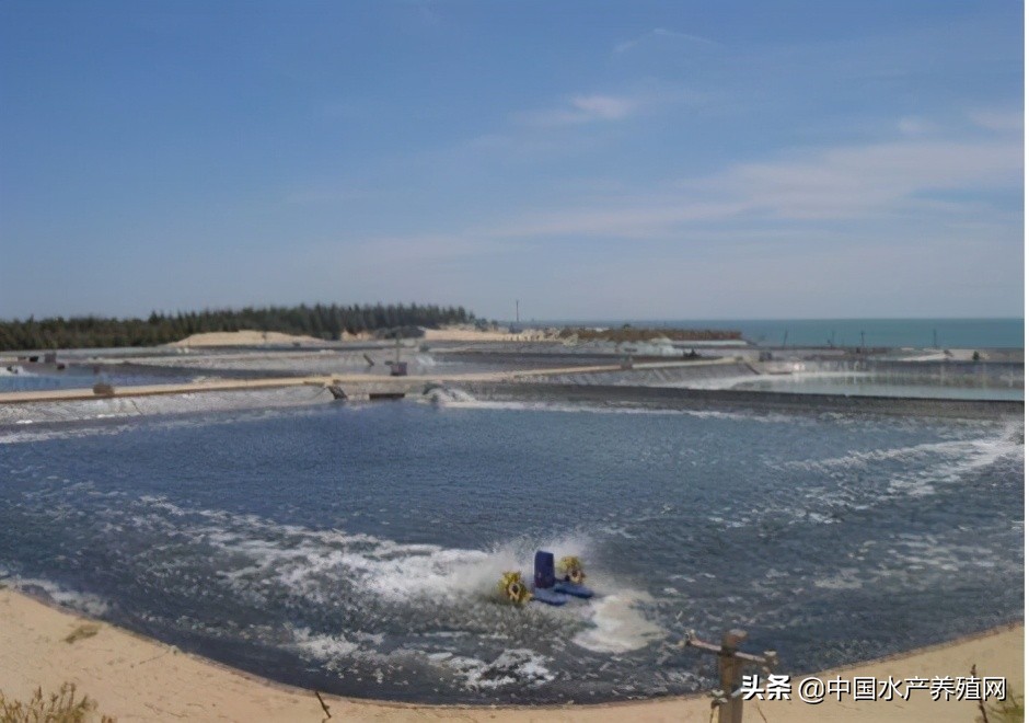 中草药制剂HCV弧菌病能防治、修复肝胰腺，广东省农业力推技术