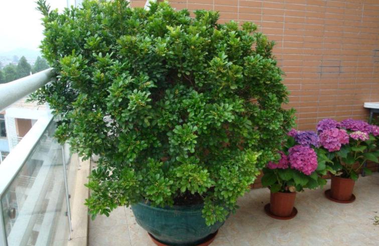 注意这4点养好茉莉花没毛病,夏季米兰开花后修剪方法