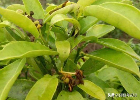 家养盆栽桔子树不开花结果,盆栽柑橘树怎么养