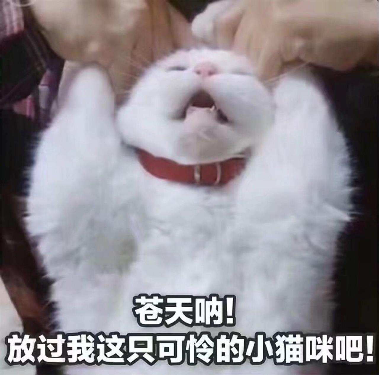 猫咪做双眼皮手术为了什么,给猫咪割双眼皮过程