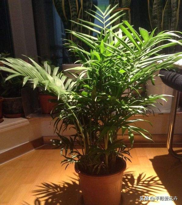 适合客厅养的容易养的绿植,适合客厅养的四季绿植好养