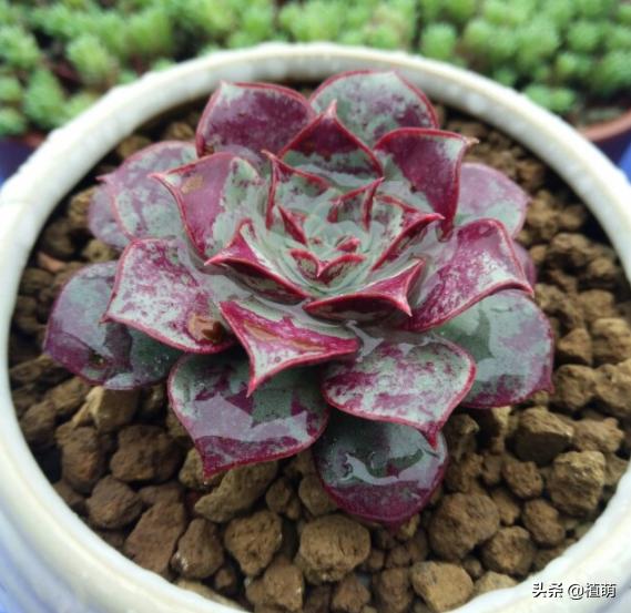 经历两年风雨的罗西玛，总算蜕变逆袭，无非把日常6点做好