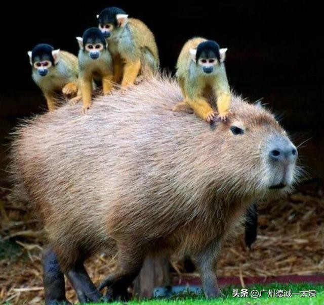 世界上十大很少见到的动物,世界上最受欢迎的动物排行榜