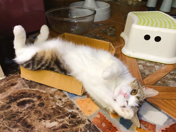 猫咪驱虫前有什么忌口的吗,猫咪驱虫注意事项以及禁忌