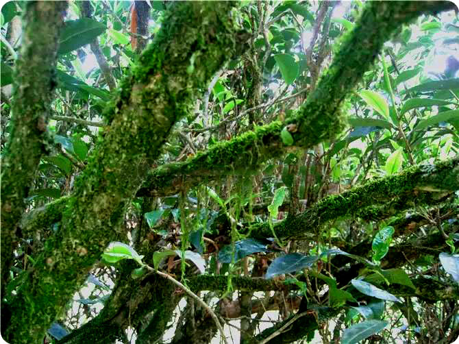 老枞水仙的枞味,老枞水仙茶是什么味道