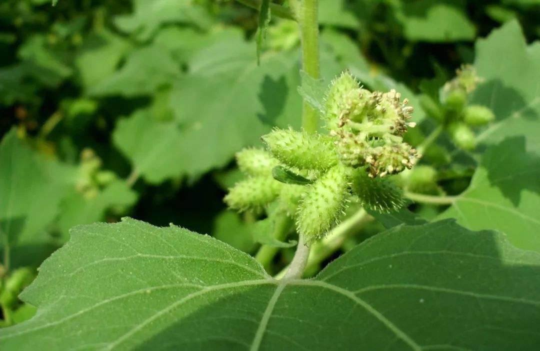 小时候玩过扎钉子吗,小时候都玩过弹力球吧