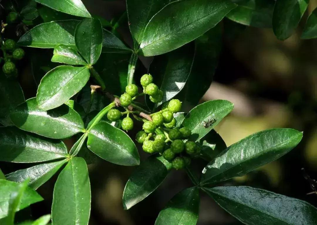 花椒、麻椒、藤椒有啥区别，在烹饪中如何与食材搭配才能最美味？