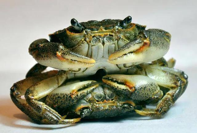 三亚火车头海鲜批发市场,三亚万人火车头海鲜广场