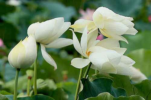 如何通过饮食习惯美白皮肤,皮肤美白吃什么