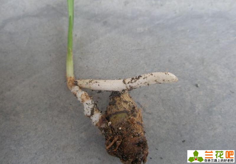 兰花老苗如何让它出新芽新根,兰花的兰根打散及栽培方法