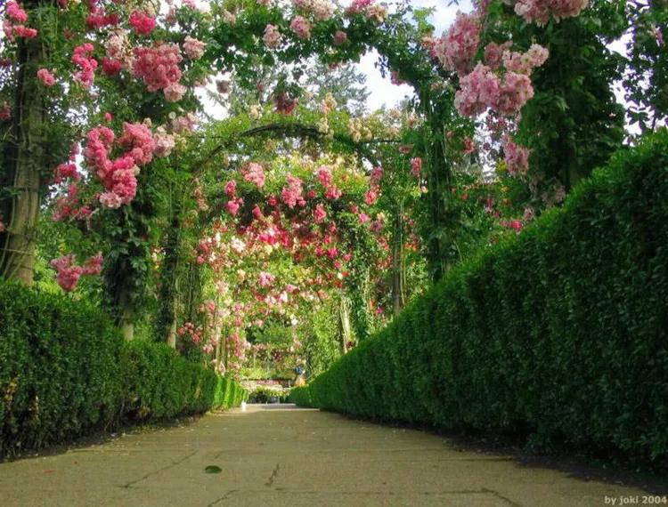 美景欣赏完整版,美景欣赏花朵