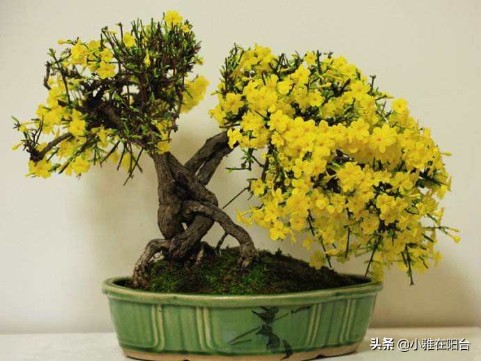 迎春花花期过后怎么养,迎春花用什么花盆栽长的快