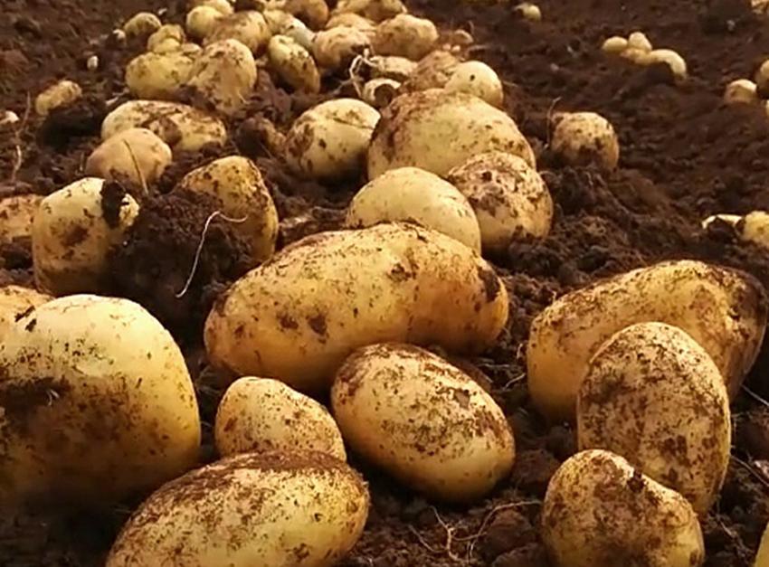 农村种植作物怎么赚钱,农村种植什么赚钱不愁销路大全