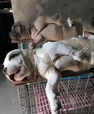 预防犬细小病毒的最好方法,犬细小病毒会传染给人吗