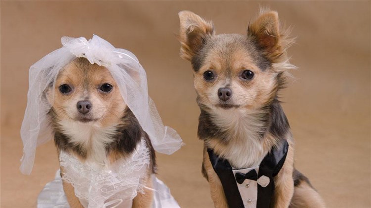 别随便摸狗狗这5个地方，很容易被咬！