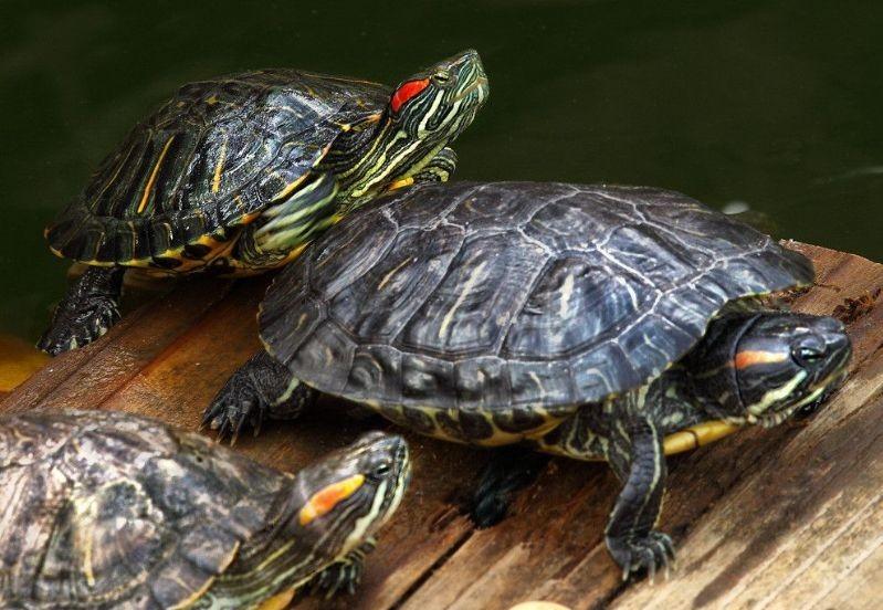 巴西龟的正确放生方法,巴西龟放生违法案例