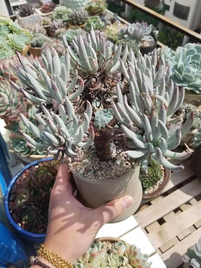 50款最红的多肉一棵多少钱,2021多肉植物掉价最多品种