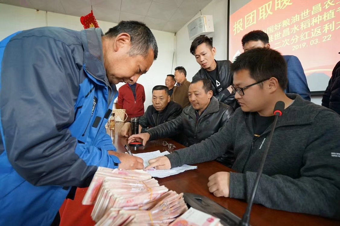 肥东县梁园镇水稻种植专业,肥东水稻种植