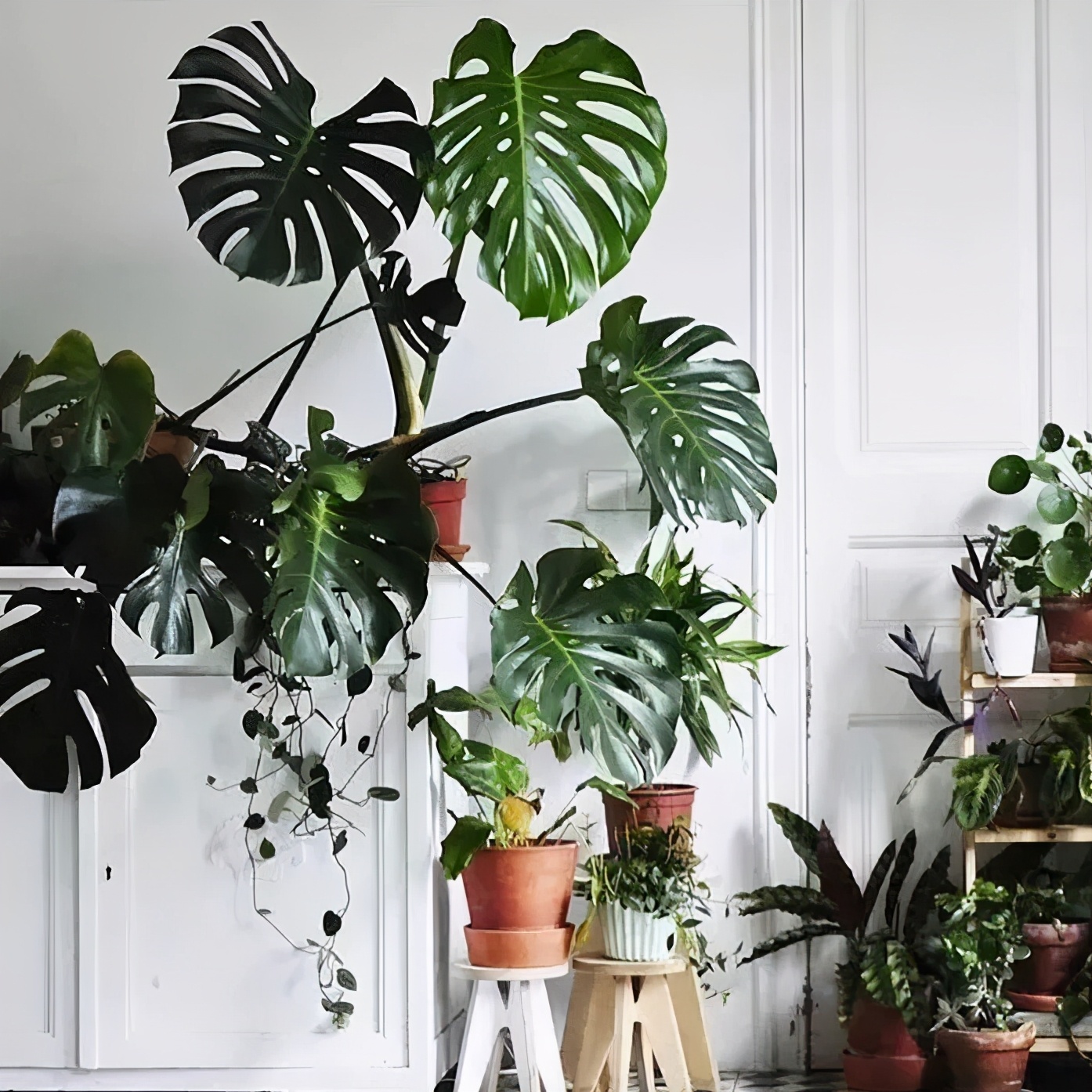 养花可以用加湿器增加湿度么,养花怎么增加湿度