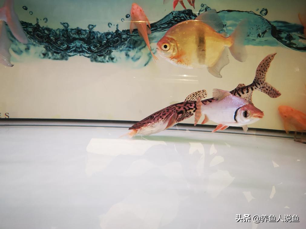 观赏鱼混养有什么讲究吗,观赏鱼混养注意事项