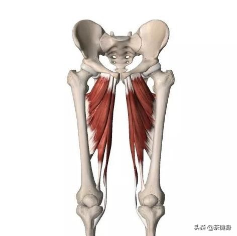 内收肌紧张还需要练内收肌吗,内收肌的功能性