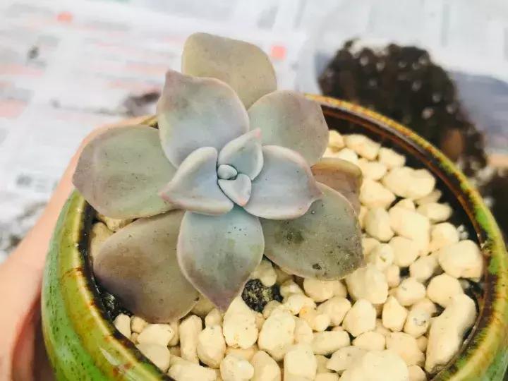 多肉长出小尾巴求救信号,多肉有什么求救信号