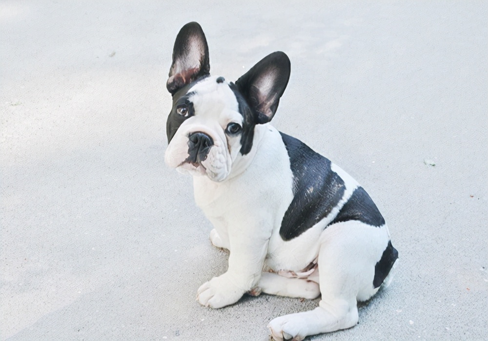 养宠知识狗狗发现呕吐怎么办,养宠小知识狗狗耳螨没精神怎么办