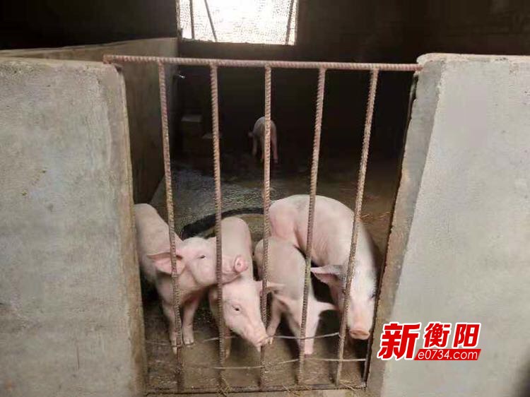 衡阳正青春科技发展,衡阳农业农村新闻