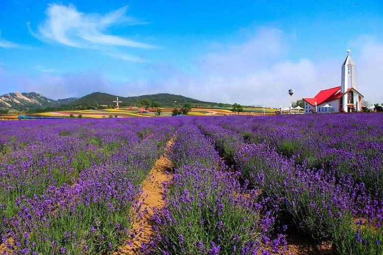 熏衣草新品种大全,薰衣草种植加工