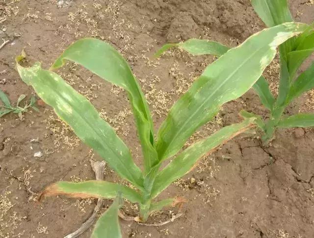 除草剂几天可以灭草,不用除草剂就灭草的配方