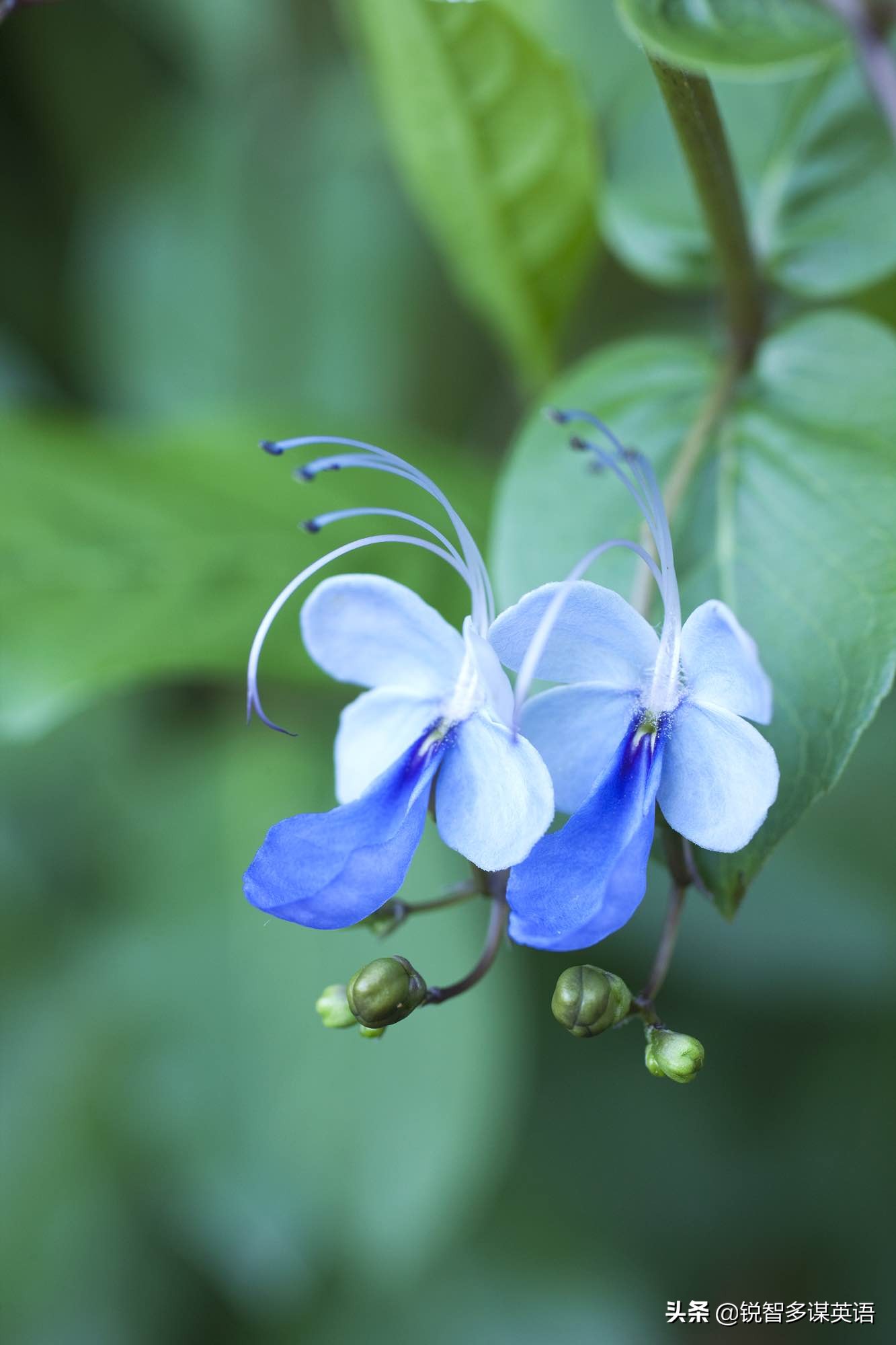 泰戈尔诗选吉檀迦利每章概括,泰戈尔吉檀迦利获得什么奖