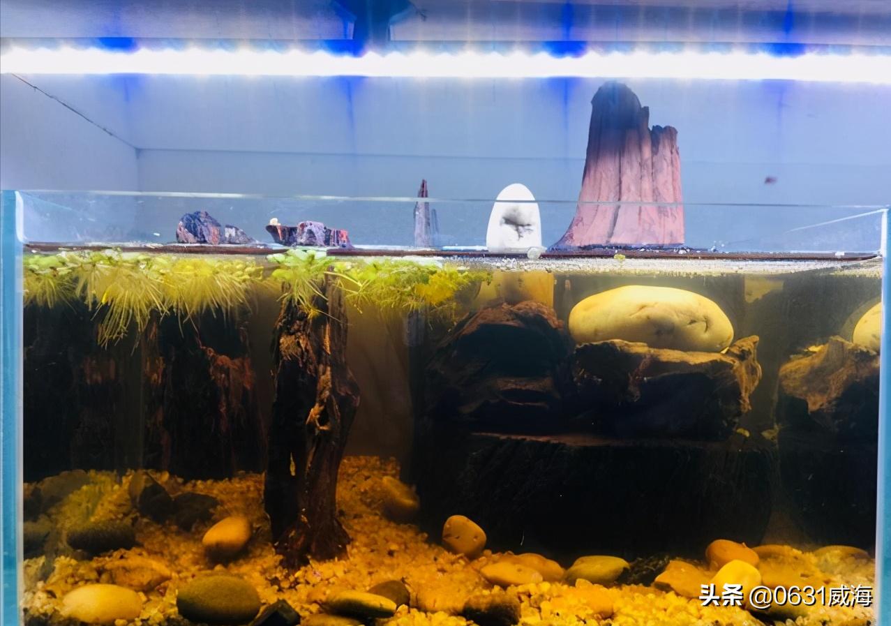 孔雀鱼一关灯就跳缸,母孔雀鱼一到晚上跳缸