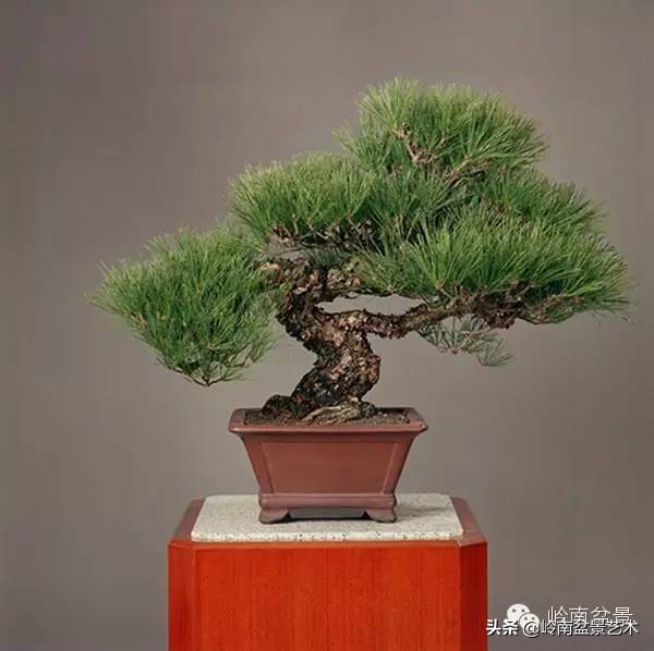 庭院树石盆景 (日式石头盆景布局)