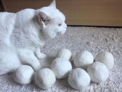 猫狗掉的毛可以织毛衣铲屎官：习惯就好