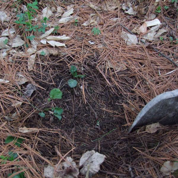 君子兰这样养每年都长得很好,君子兰养一年不开花只需放点它
